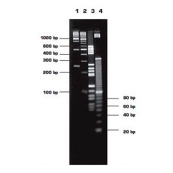 Агароза, низкий EEO, MS-8, Molecular Screening, повышенная четкость разделения фрагментов менее 1200п.н.