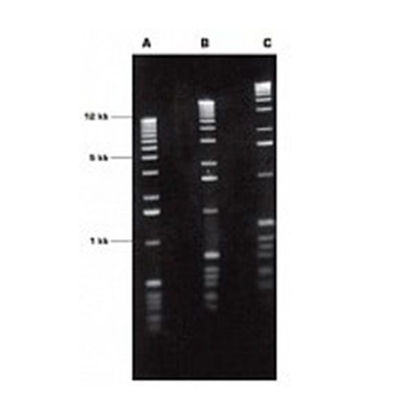 Агароза, низкий EEO, LM, легкоплавкая, Genetic Quality Tested
