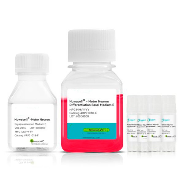 Набор для дифференцировки иПСК в моторные нейроны hPSC-Motor Neuron Differentiation Kit