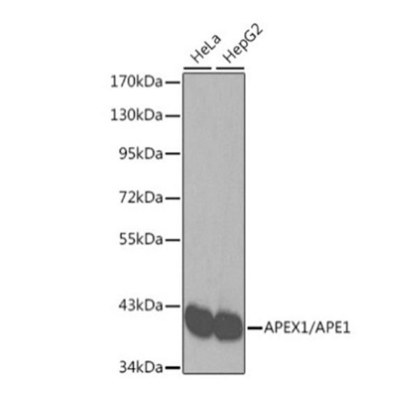 Антитела [KO Validated] APEX1/APE1 кроличьи, поликлональные