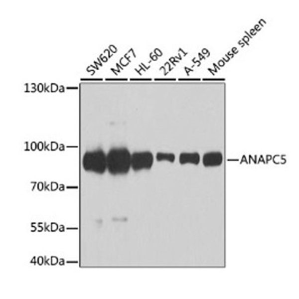 Антитела [KO Validated] ANAPC5 кроличьи, поликлональные