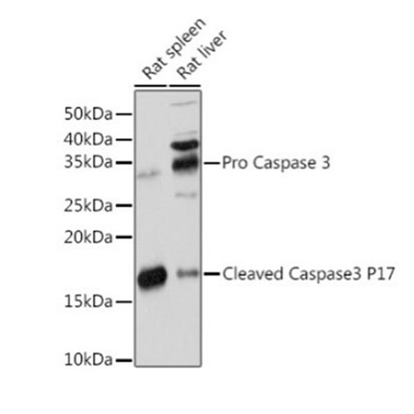 Антитела [KO Validated] active + pro Caspase-3 кроличьи, моноклональные
