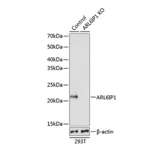 Антитела [KO Validated] ARL6IP1 кроличьи, поликлональные